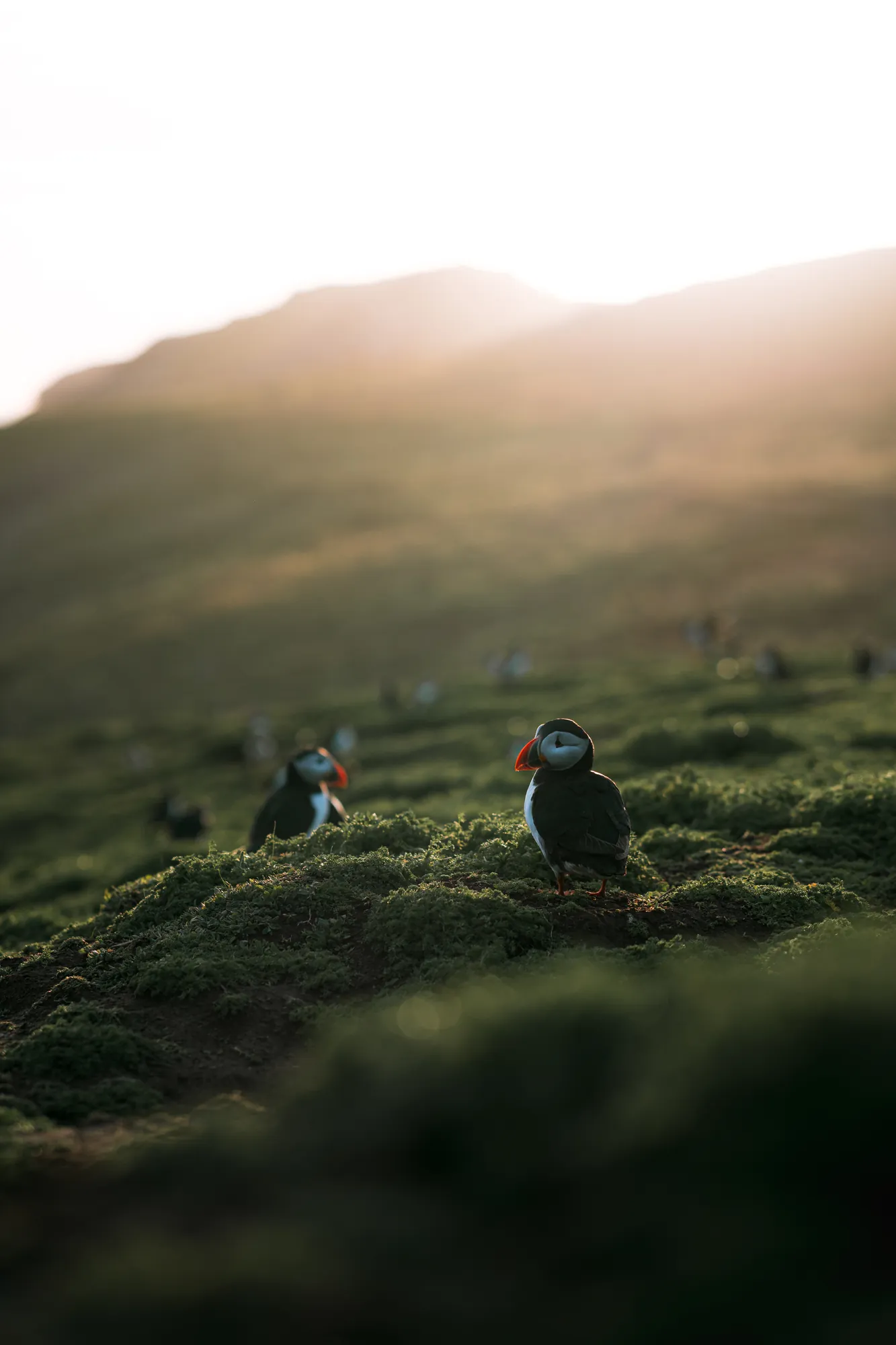 Two puffins standing on a mossy hillside in soft golden evening light
