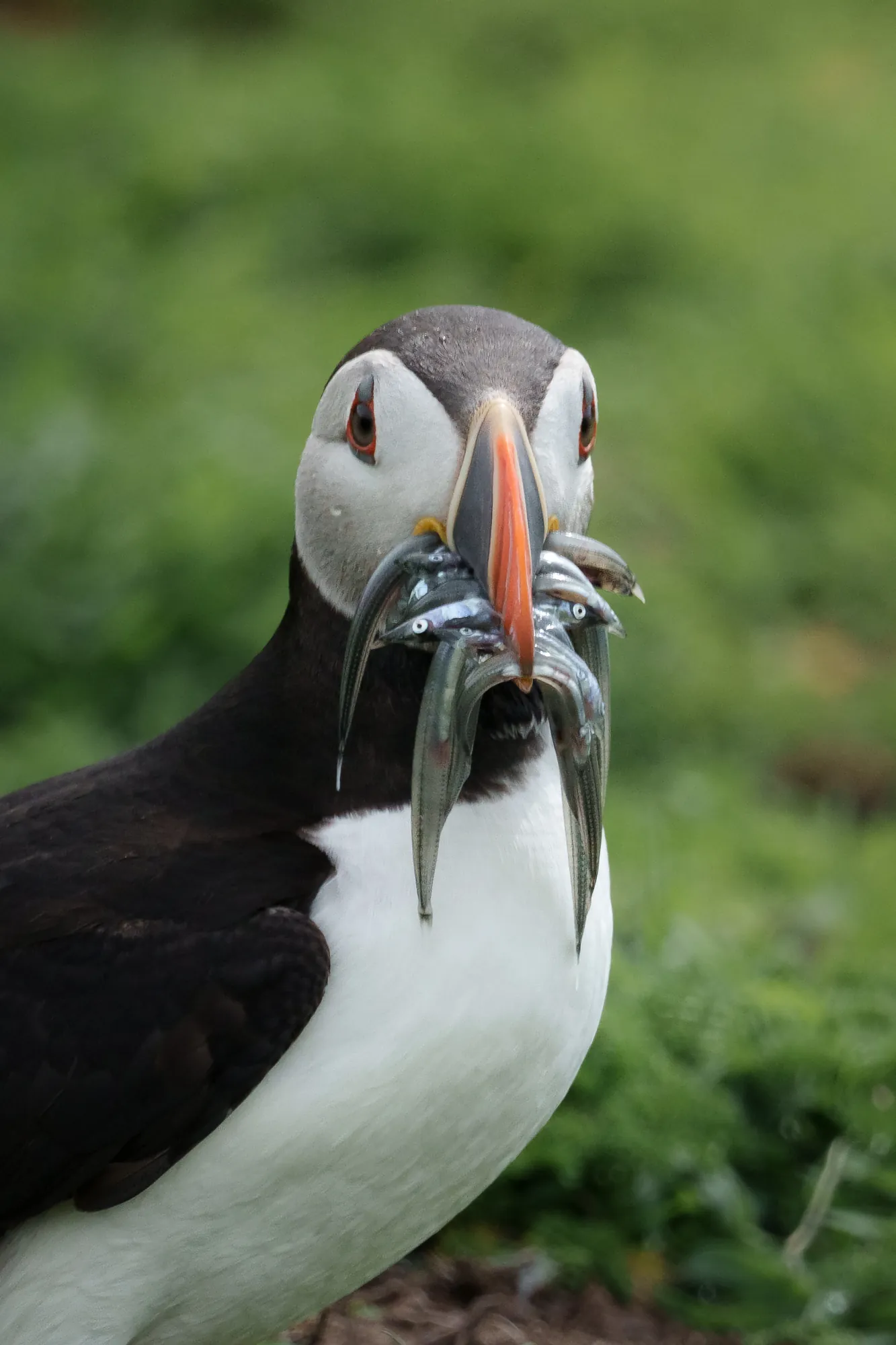 Close-up portrait of a puffin with a beak full of fish against a green background