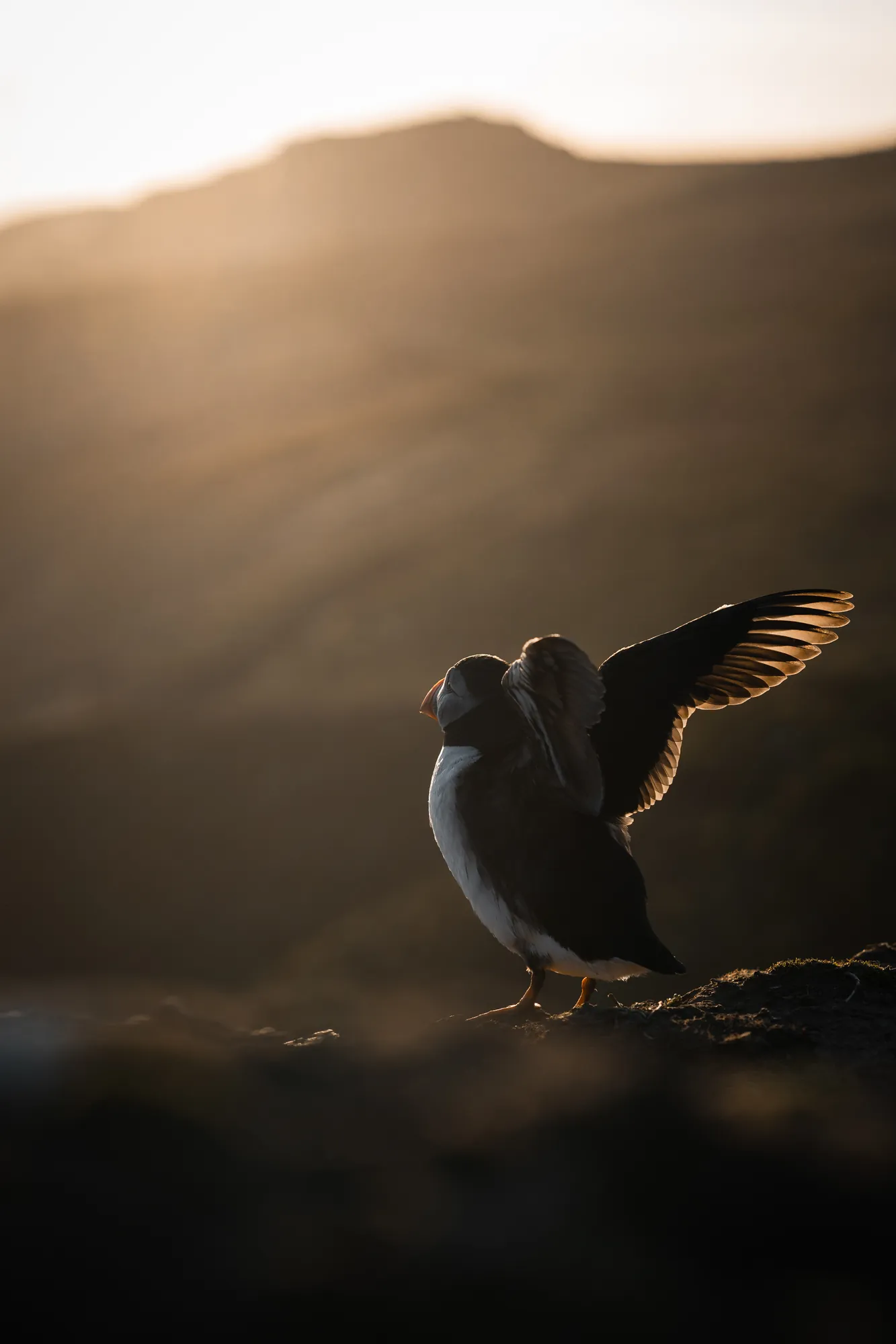 Puffin spreading its wings on a rocky clifftop bathed in warm backlight