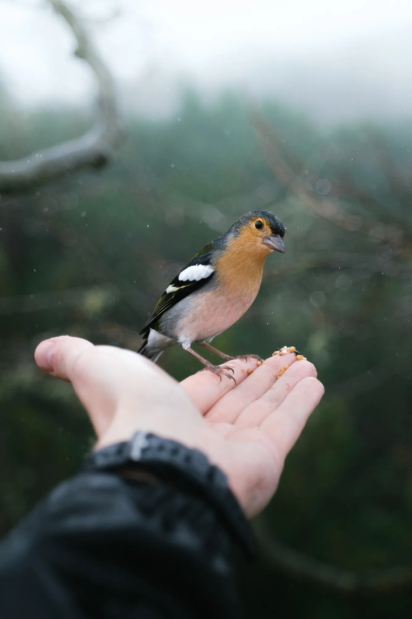 A chaffinch bird perched on an outstretched hand being fed seeds in the rain