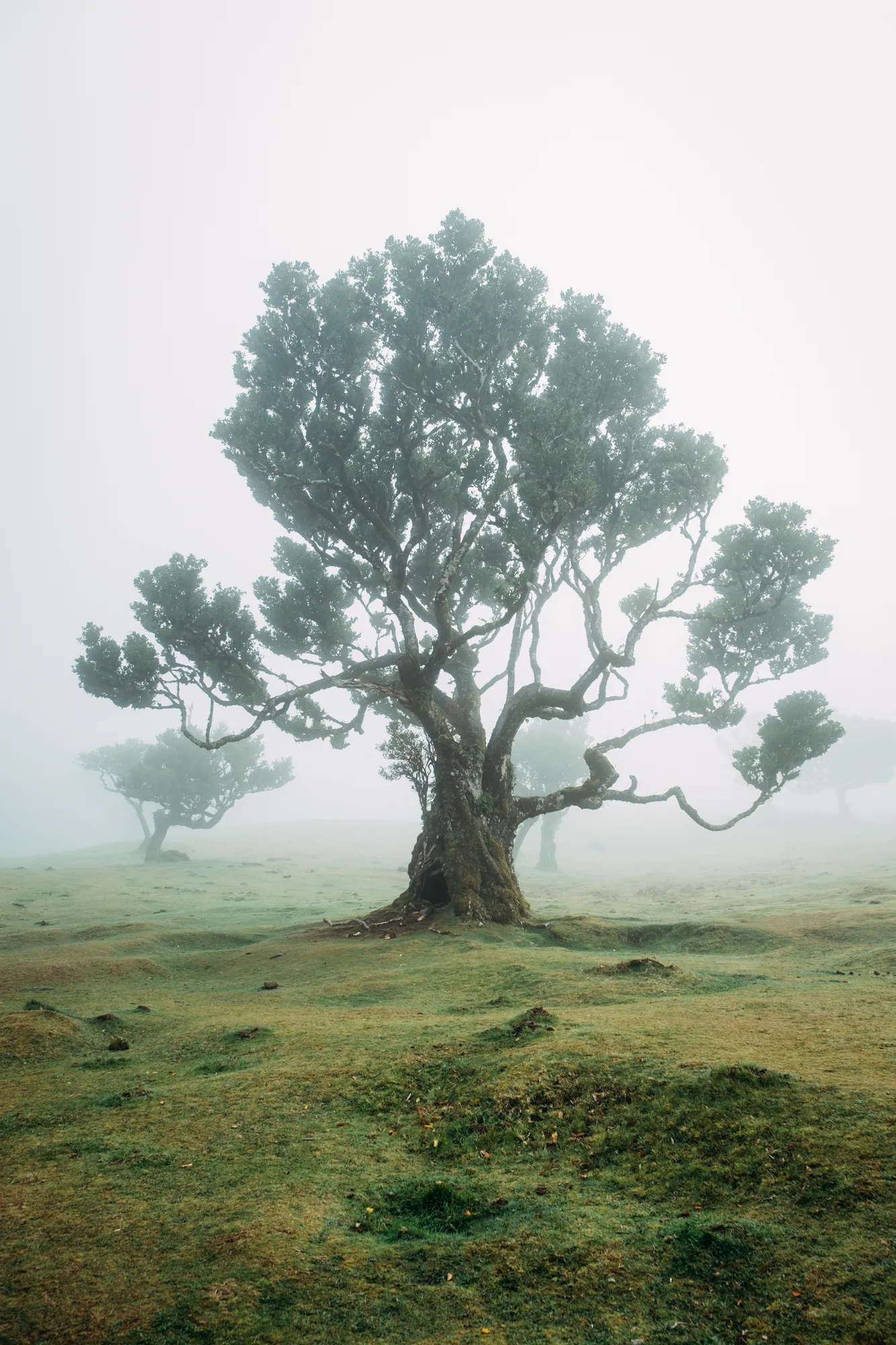 An ancient twisted laurel tree standing alone in a misty green meadow